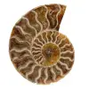 Polished ammonite from madagascar - 0