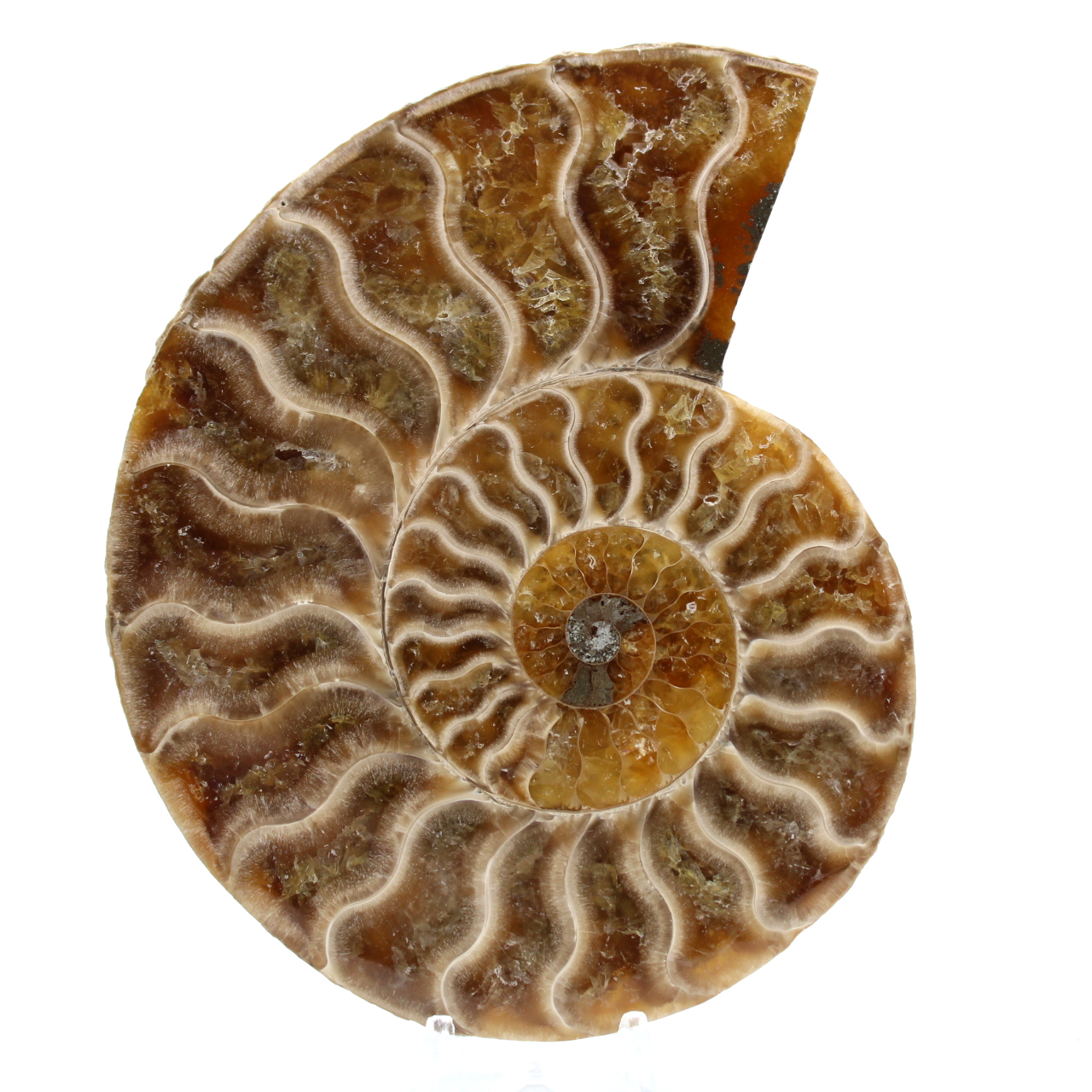 Polished ammonite from madagascar