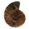 Fossil polished natural ammonite - 0