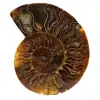 Natural polished ammonite from madagascar - 0
