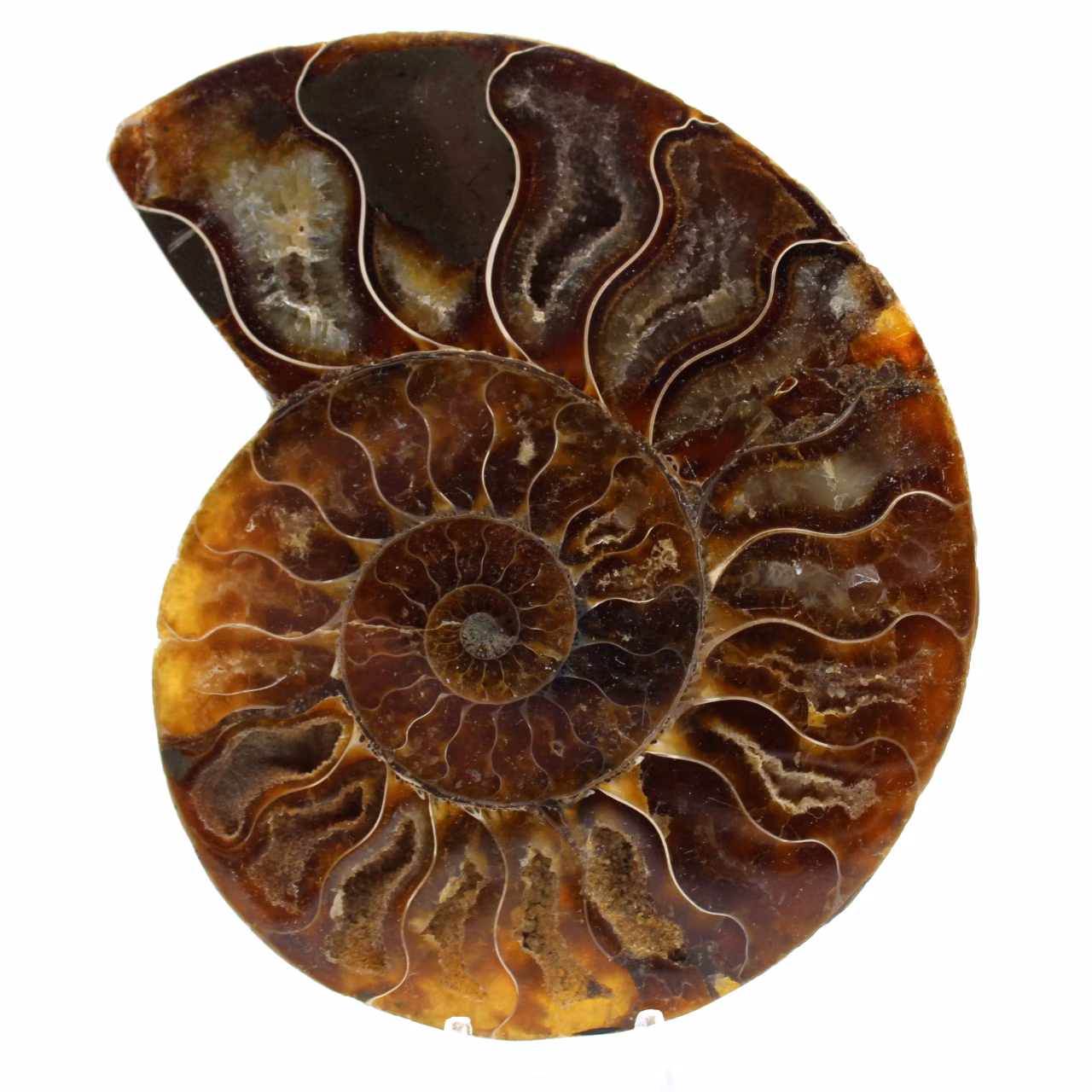 Natural polished ammonite from madagascar