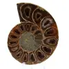 Polished ammonite - 0