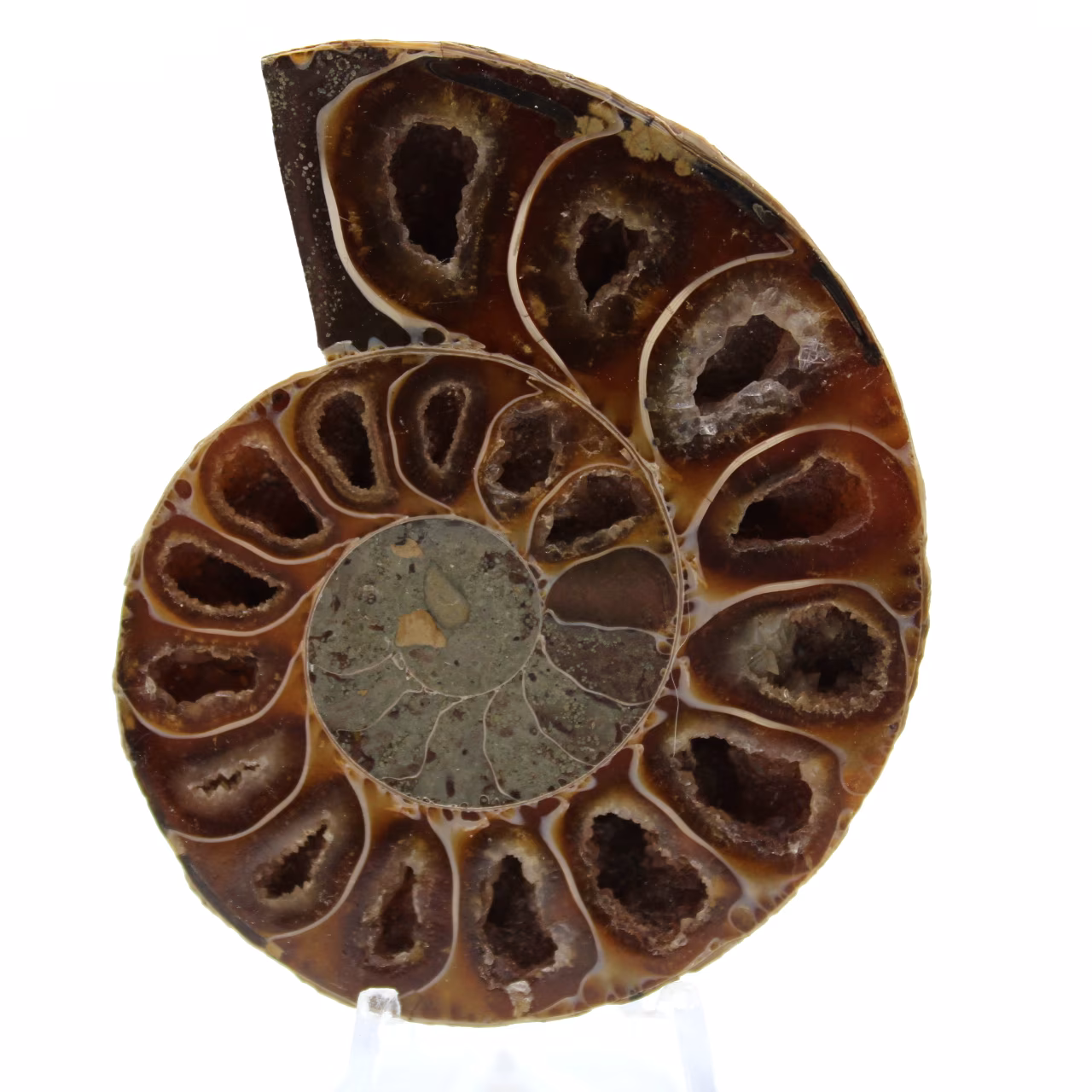 Polished ammonite
