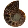 Polished fossilized ammonite - 0