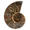 Polished sawn ammonite - 0