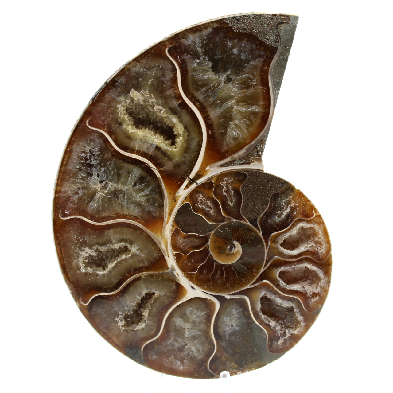 Polished sawn ammonite
