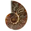 One piece ammonite fossil - 0