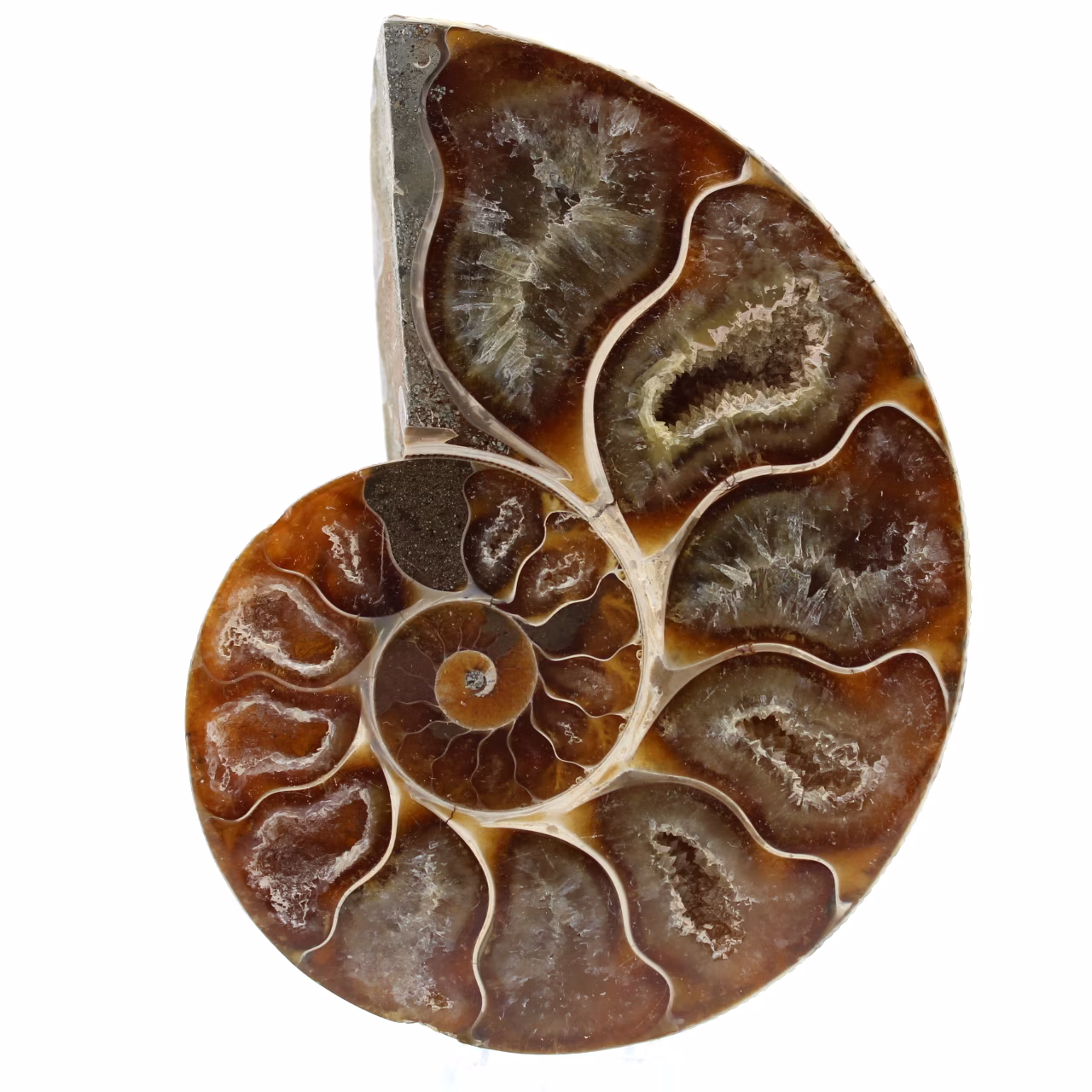One piece ammonite fossil