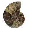Ammonite from madagascar - 0