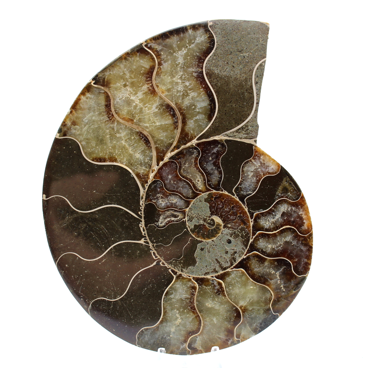 Ammonite from madagascar