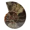 Fossil ammonite from madagascar - 0