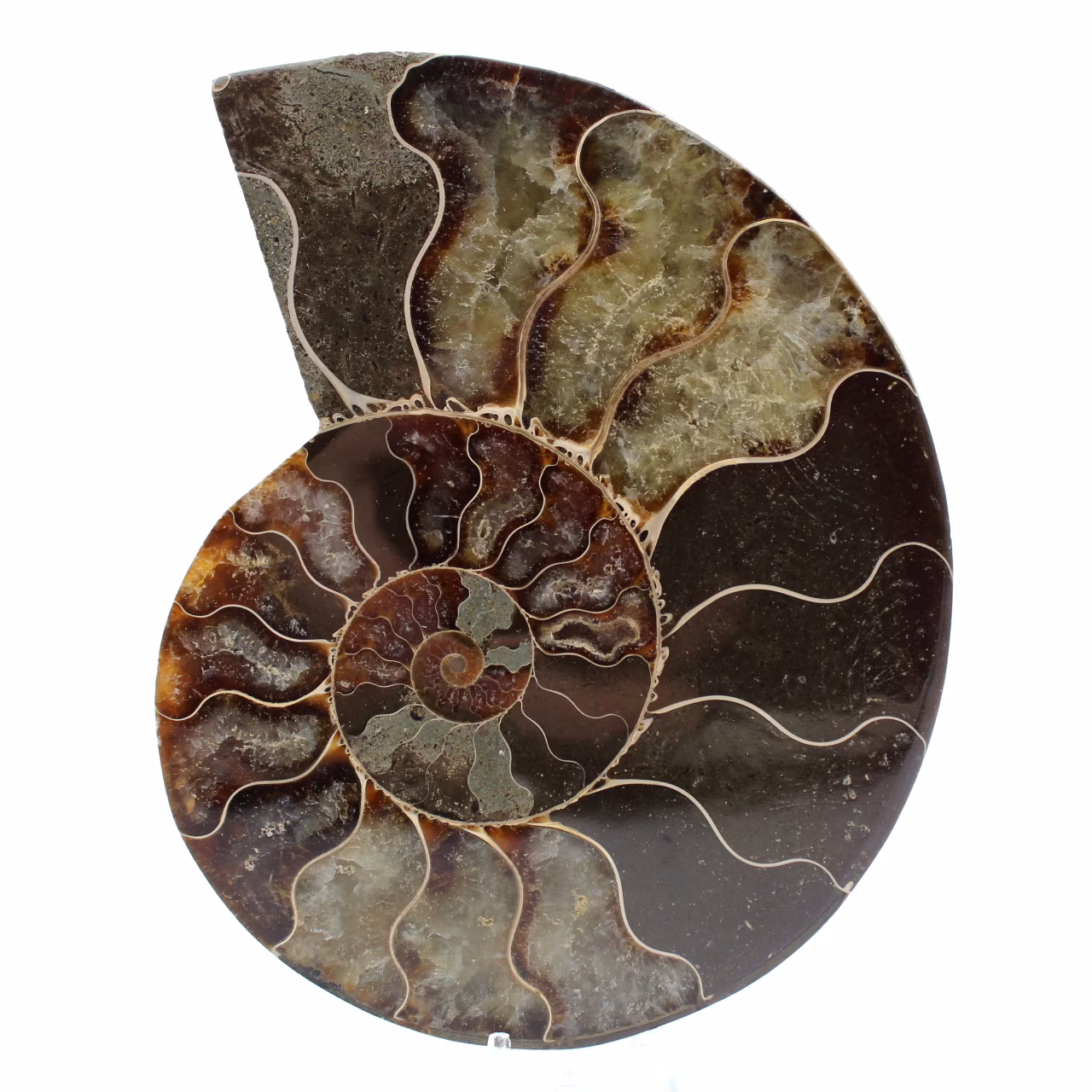 Fossil ammonite from madagascar