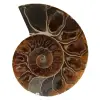 Polished ammonite from madagascar - 0