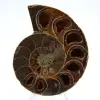 Polished ammonite - 0