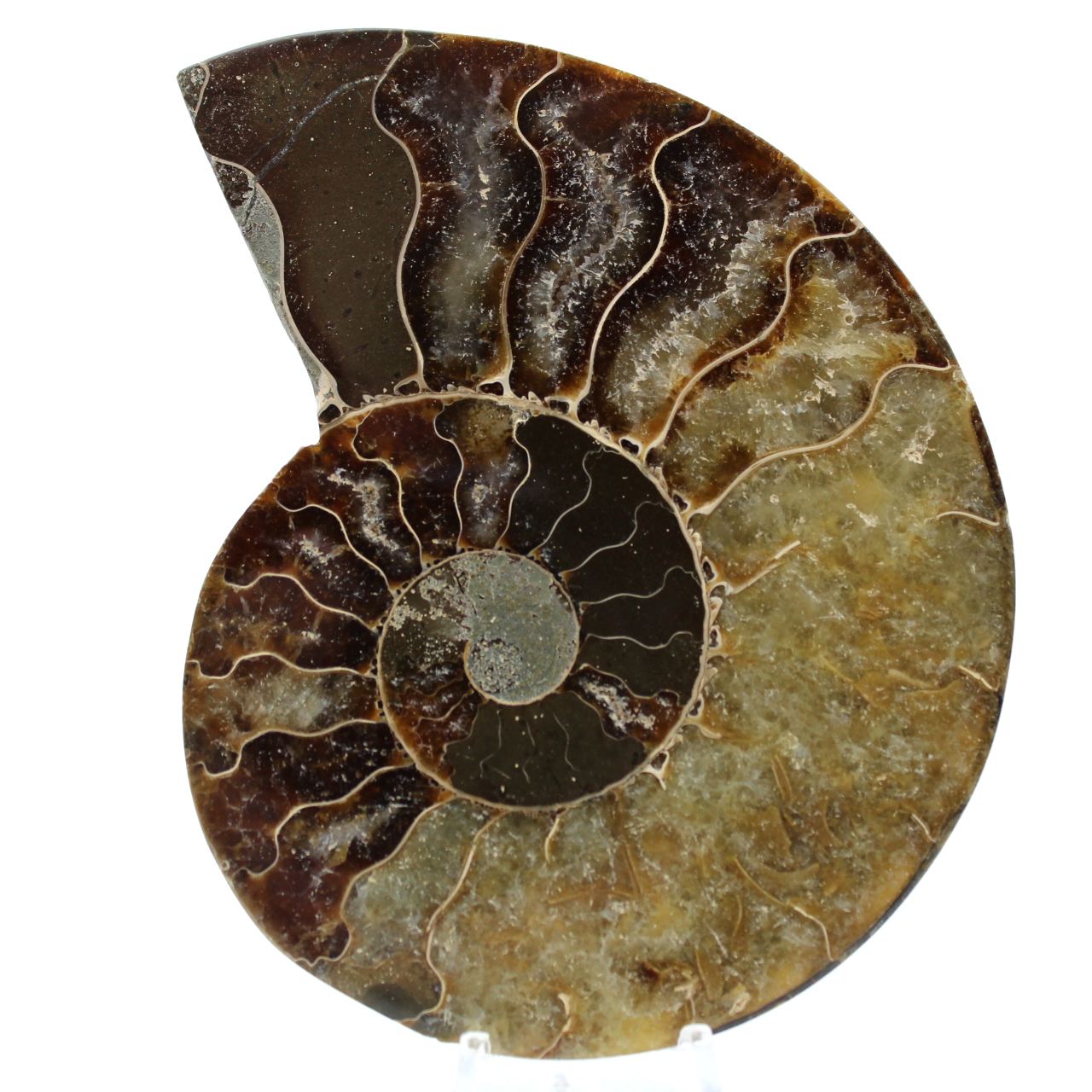 Polished sawn ammonite