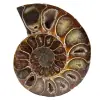 One piece ammonite fossil - 0