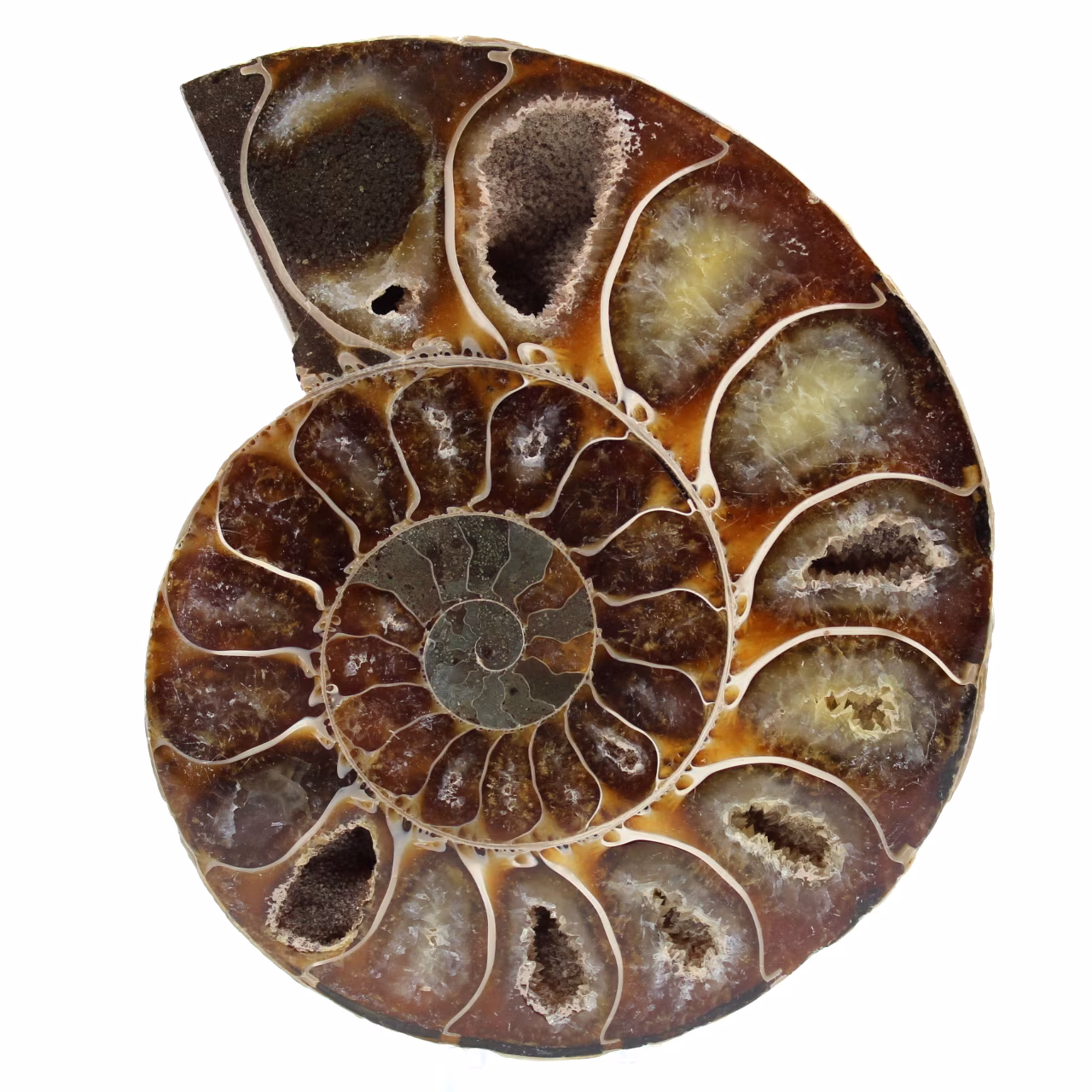 One piece ammonite fossil