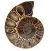 Ammonite from madagascar - 0