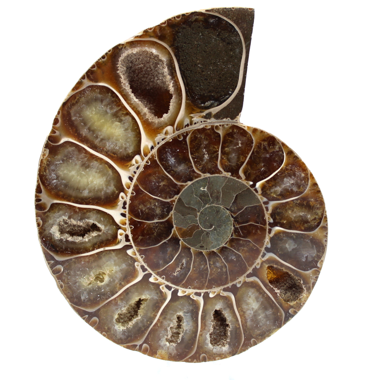 Ammonite from madagascar