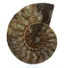 Fossil ammonite from madagascar - 0