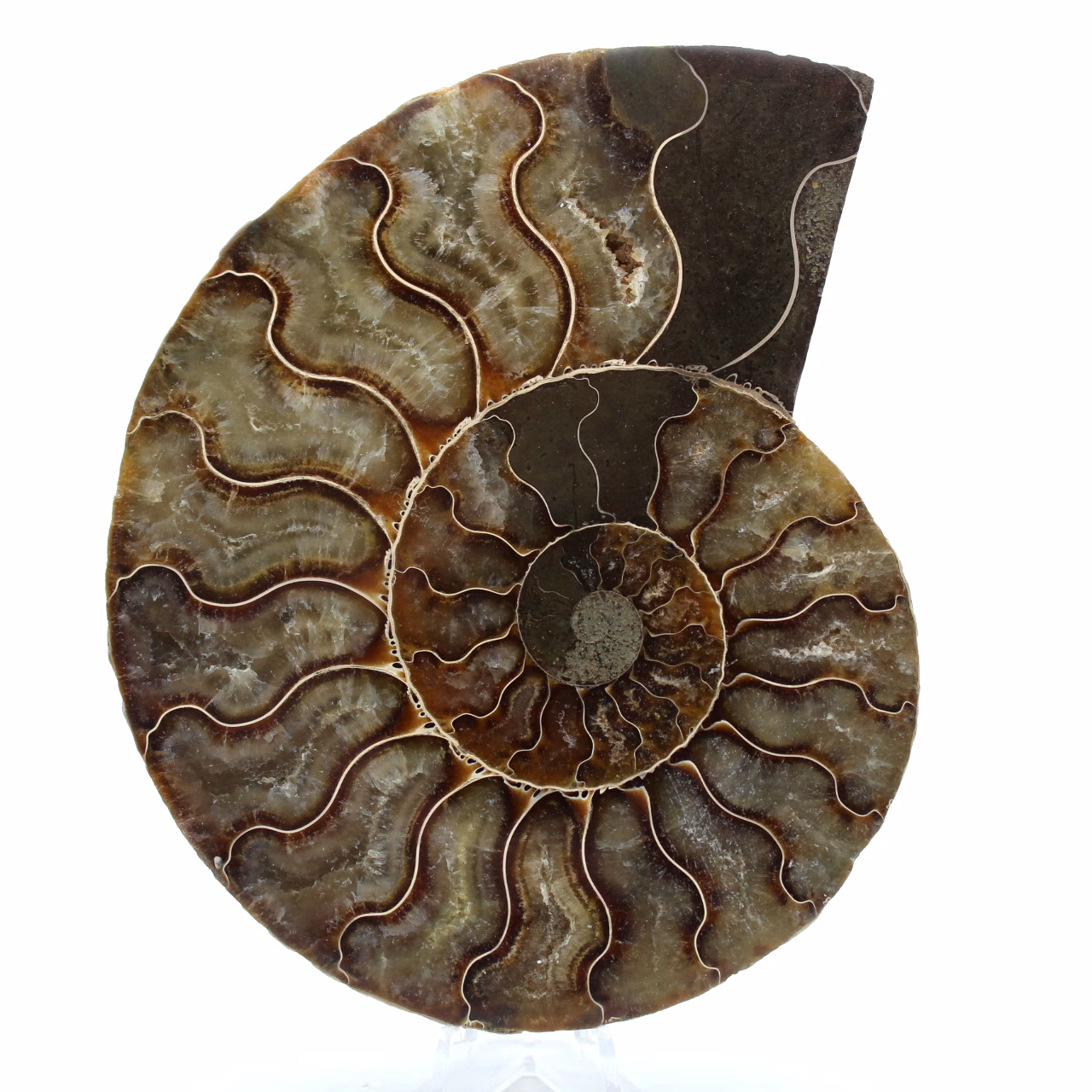 Fossil ammonite from madagascar