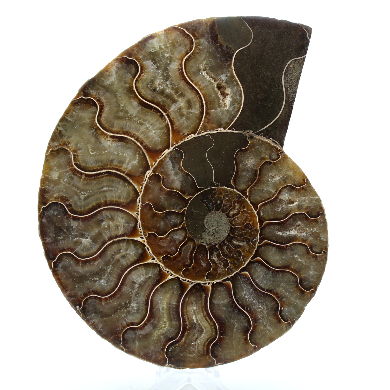 Fossil ammonite from madagascar