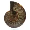 Fossil natural ammonite - 0