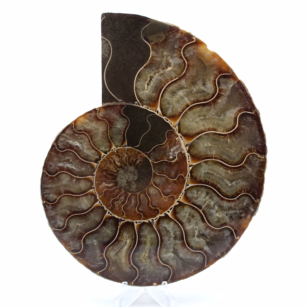 Fossil natural ammonite
