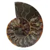 Natural ammonite from madagascar - 0