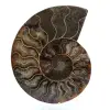 Polished ammonite fossil - 0