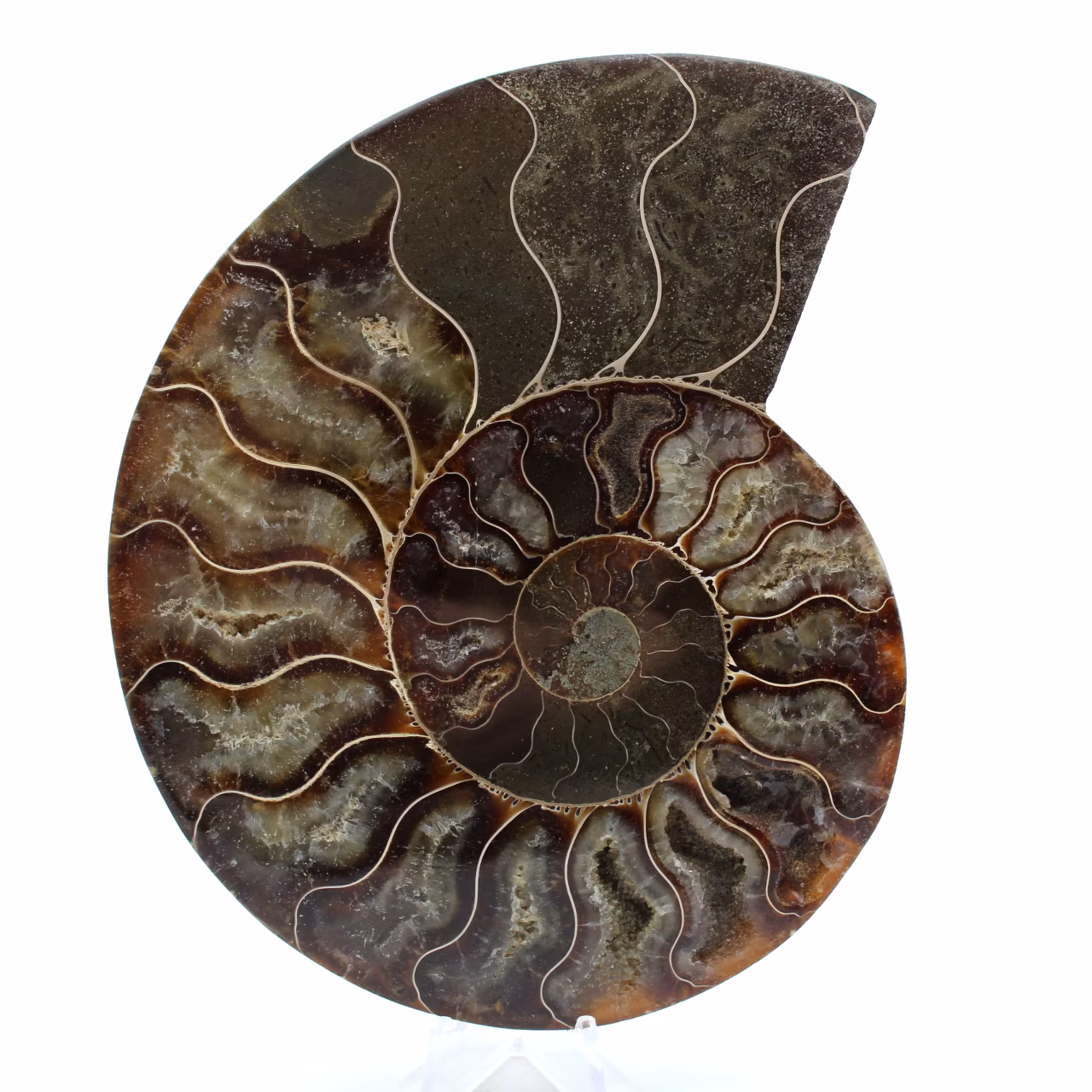 Polished ammonite fossil