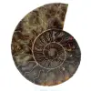 Polished ammonite from madagascar - 0