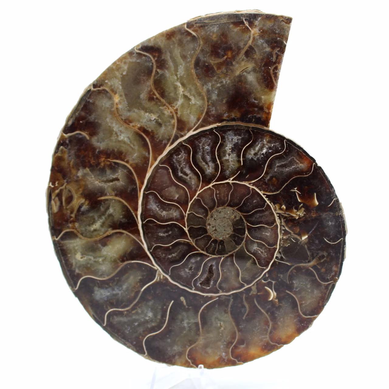 Polished ammonite from madagascar