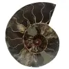 Fossil polished natural ammonite - 0
