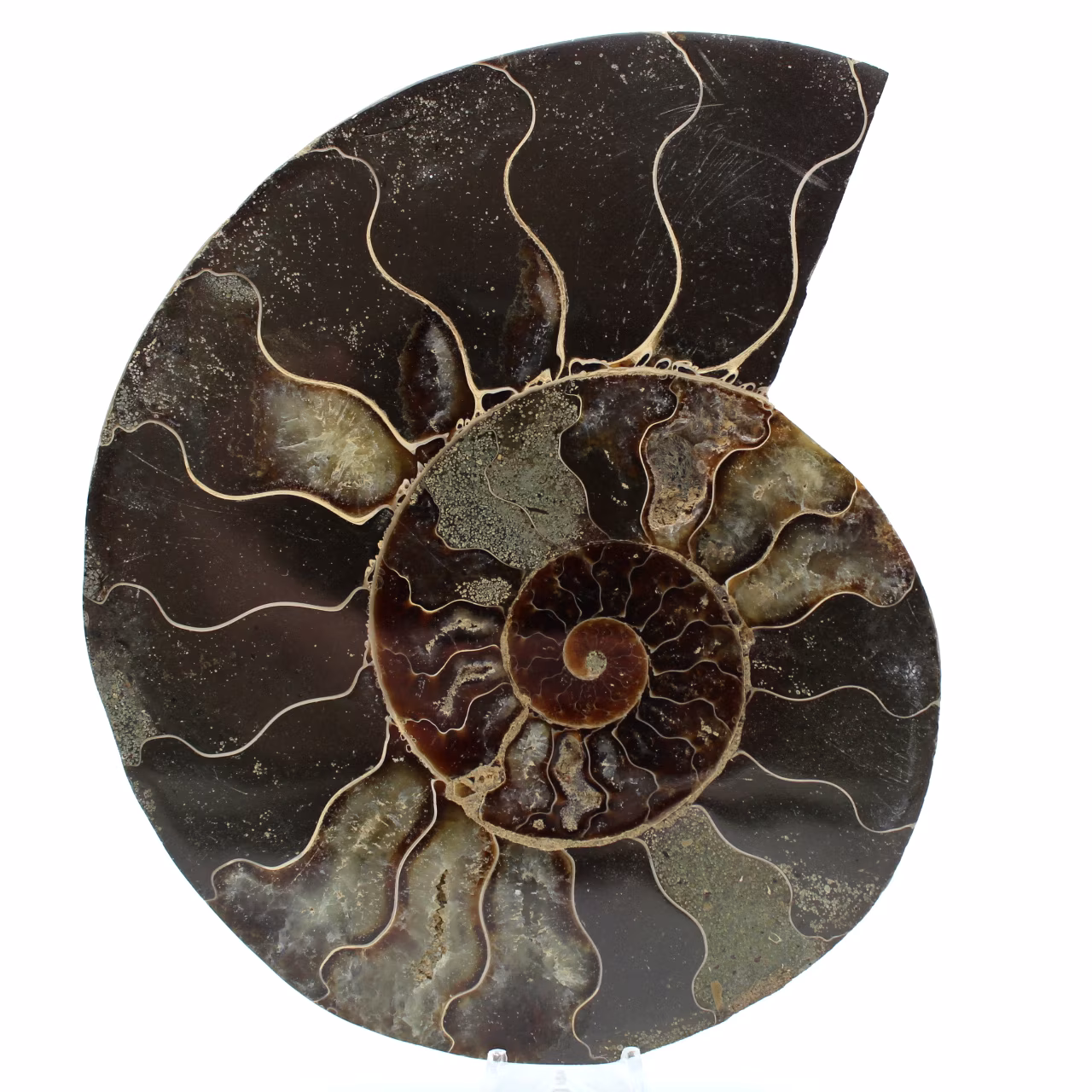 Fossil polished natural ammonite