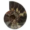 Natural polished ammonite from madagascar - 0