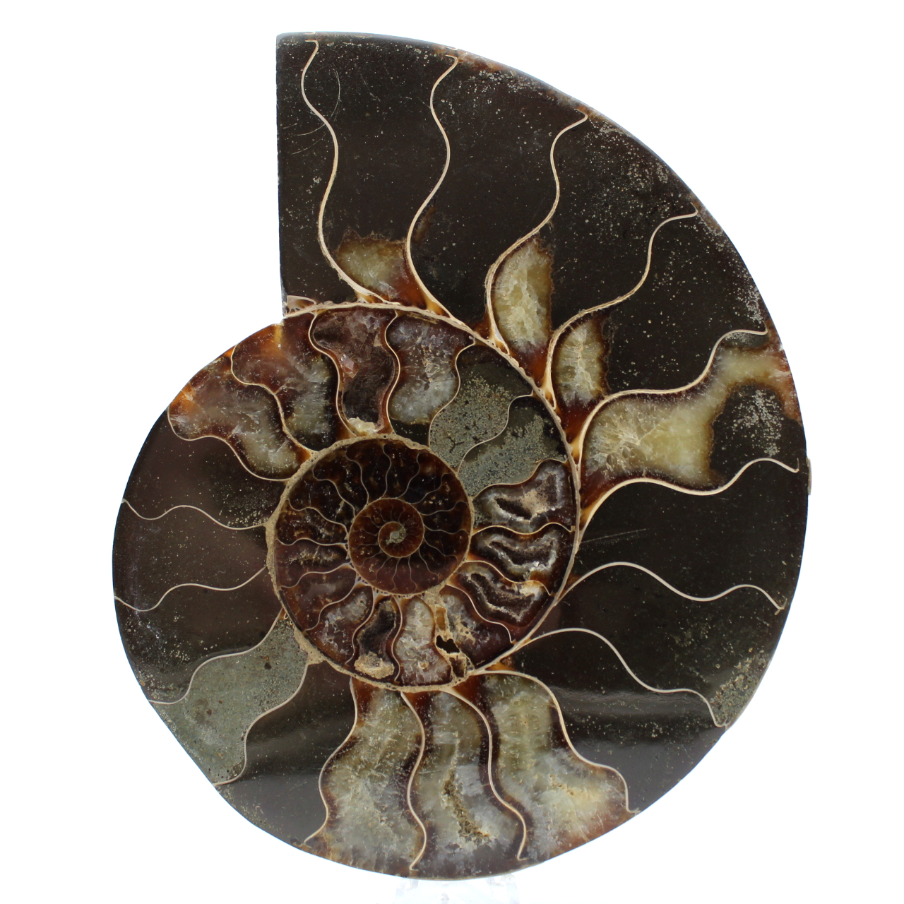 Natural polished ammonite from madagascar