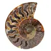 Fossilized ammonite - 0