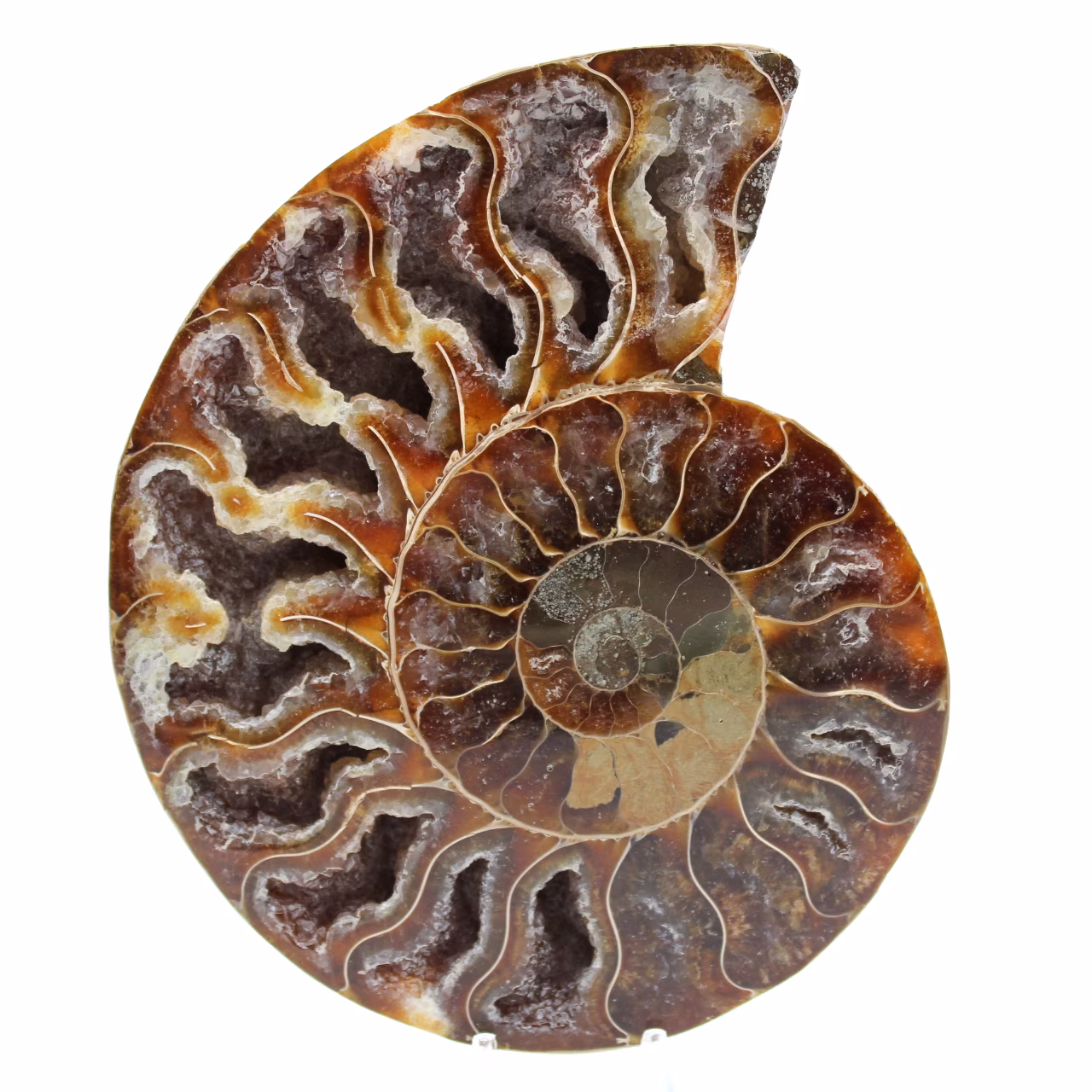 Fossilized ammonite