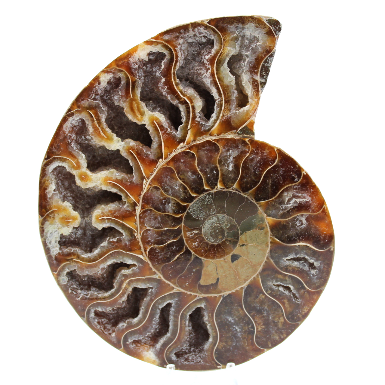 Fossilized ammonite