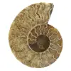 Polished ammonite - 0