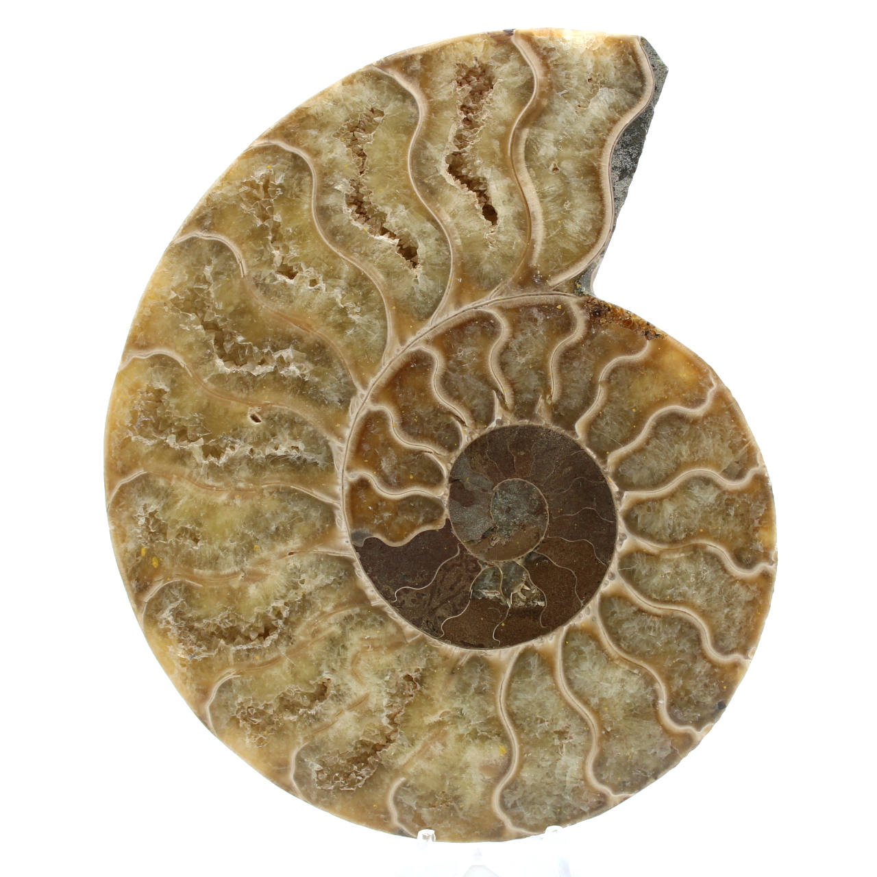 Polished ammonite