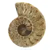 Polished fossilized ammonite - 0