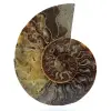 Polished sawn ammonite - 0