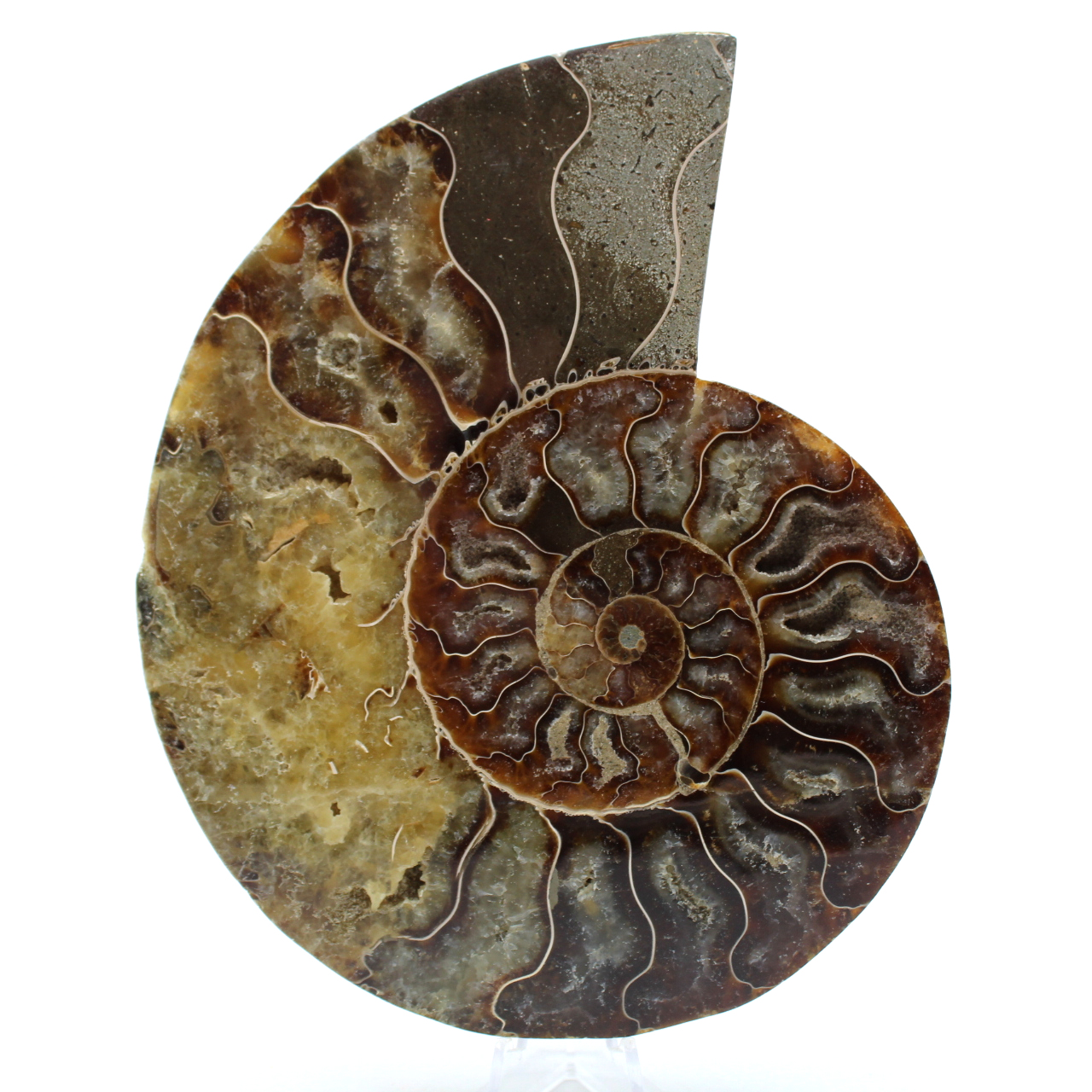 Polished sawn ammonite