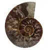 Ammonite from madagascar - 0