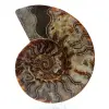 Fossil ammonite from madagascar - 0
