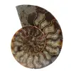 Fossil natural ammonite - 0