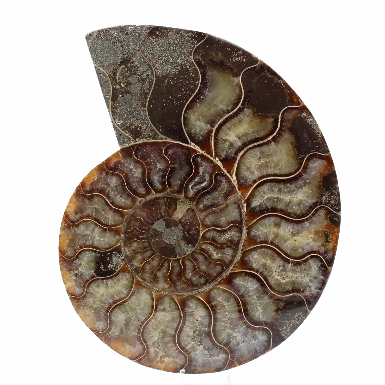 Fossil natural ammonite