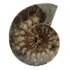 Natural ammonite from madagascar - 0